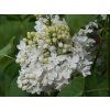 Šeřík obecný 'Lebioduszka'  Syringa vulgaris 'Lebioduszka'