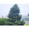 pinus 3