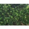 pinus 4