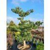 Pinus parviflora 'Negishi' (2)