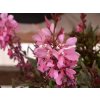 flam pink