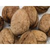 Ořešák 'Bohumil' - kontejner  Juglans regia 'Bohumil'