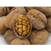 Ořešák 'Jupiter' - kontejner  Juglans regia 'Jupiter'