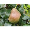 Hrušeň 'Decora' - kontejner  Pyrus communis 'Decora'