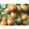 Hrušeň 'Decora' - kontejner  Pyrus communis 'Decora'