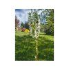 Jabloň okrasná 'Adirondack' - kontejner  Malus 'Adirondack'