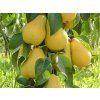 Hrušeň 'Saphira'- kontejner  Pyrus communis ´Saphira´