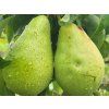 Hrušeň 'Saphira'- kontejner  Pyrus communis ´Saphira´