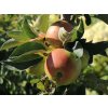 Jabloň sloupovitá 'Pompink Ginover' - kontejner  Malus domestica 'Pompink Ginover'