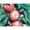 Jabloň sloupovitá 'Pompink Ginover' - kontejner  Malus domestica 'Pompink Ginover'
