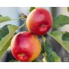 Jabloň sloupovitá 'Canadian' - kontejner  Malus domestica 'Canadian'