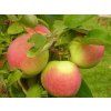 Jabloň sloupovitá 'Canadian' - kontejner  Malus domestica 'Canadian'