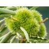 Kaštan jedlý 'Volou' - kontejner  Castanea sativa 'Volou'