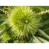 Kaštan jedlý 'Volou' - kontejner  Castanea sativa 'Volou'