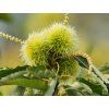 Kaštan jedlý 'Marigoule' - kontejner  Castanea sativa 'Marigoule'