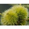 Kaštan jedlý 'Marigoule' - kontejner  Castanea sativa 'Marigoule'