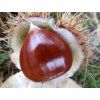 Kaštan jedlý 'Marigoule' - kontejner  Castanea sativa 'Marigoule'