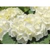116305 1 hortenzie velkolista hi chrystal palace