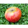 Jabloň 'Božena Němcová'  Malus domestica 'Božena Němcová'