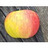 Jabloň 'Božena Němcová'  Malus domestica 'Božena Němcová'