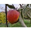 Jabloň 'Cornwallské hřebíčkové'  Malus domestica 'Cornwallské hřebíčkové'