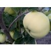Jabloň 'Libovické zlaté'  Malus domestica 'Libovické zlaté'