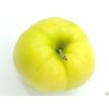 Jabloň 'Libovické zlaté'  Malus domestica 'Libovické zlaté'