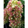 Hortenzie dubolistá 'Snowcicle'  Hydrangea quercifolia 'Snowcicle'