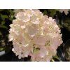 Hortenzie latnatá 'Petite Flori'  Hydrangea paniculata 'Petite Flori'