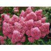 Hortenzie latnatá 'Petite Flori'  Hydrangea paniculata 'Petite Flori'