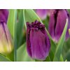 purple crystal