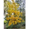 Carya ovata