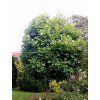 Liliovník tulipánokvětý 'Edward Gursztyn'  Liriodendron tulipifera 'Edward Gursztyn'