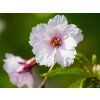 Prunus First Blush (2)