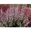 Calluna vulgaris Maggy (1)