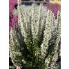 Calluna vulgaris Venus (3)
