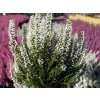 Calluna vulgaris Venus (1)