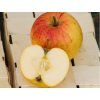 Jabloň 'Švýcarské oranžové' - kontejner  Malus domestica 'Švýcarské oranžové'