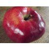 Jabloň 'Malinové hornokrajské' - kontejner  Malus domestica 'Malinové hornokrajské'