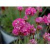 Trávnička přímořská 'Nifty Thrifty' - Armeria maritima 'Nifty Thrifty'  Armeria maritima 'Nifty Thrifty'