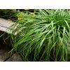 Ostřice ošimenská 'Greenwell' - Carex oshimensis 'Greenwell'  Carex oshimensis 'Greenwell'