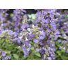 Šanta zkřížená 'Purrsian Blue'PBR - Nepeta x faassenii 'Purrsian Blue'PBR  Nepeta x faassenii 'Purrsian Blue'