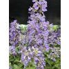 Šanta zkřížená 'Purrsian Blue'PBR - Nepeta x faassenii 'Purrsian Blue'PBR  Nepeta x faassenii 'Purrsian Blue'