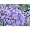 Salvia Purrsian Blue (1)