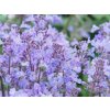 Salvia Purrsian Blue (2)