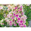 116896 1 116896 1 116896 1 plamenka latnata orchid yellow phlox paniculata orchid yellow