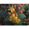 116974 3 trezalka nevonna red berry