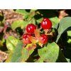 red berry
