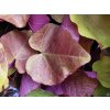 Zmarlika kanadsk� �Eternal Flame� (Balen� kontejner C15, Tvar v��ka 200-220 cm)