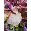 Zmarlika kanadsk� �Eternal Flame� (Balen� kontejner C15, Tvar v��ka 200-220 cm)